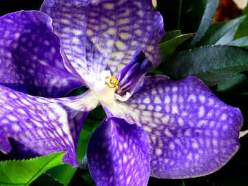 Hermosa orquídea №26632