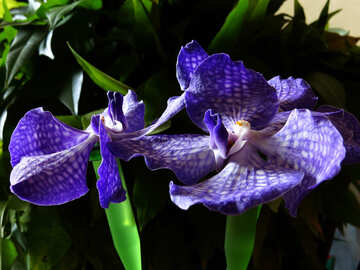 Blue orchid bouquet №26627