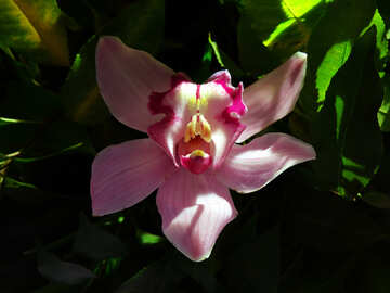 Orquídea brillante №26610
