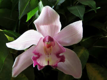 Orquídea brilhante №26614