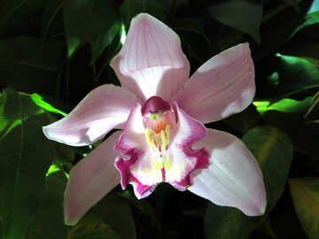 Ніжна орхідея