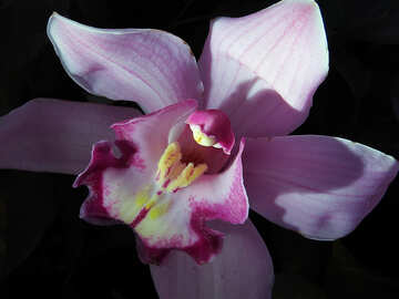 Elegante orquídea №26609