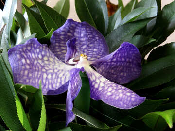 Elegant Orchid №26633