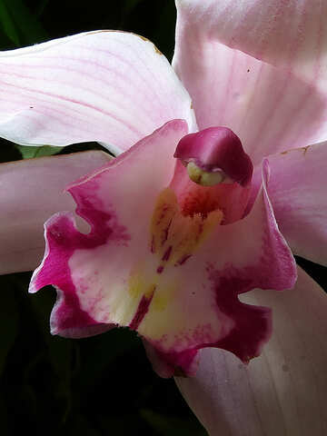 Всередині орхідея №26613