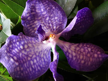 Original orchid №26635