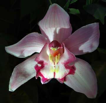 Orquídea listrada №26608