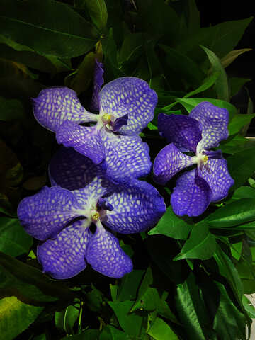 Tres orquídea azul №26623