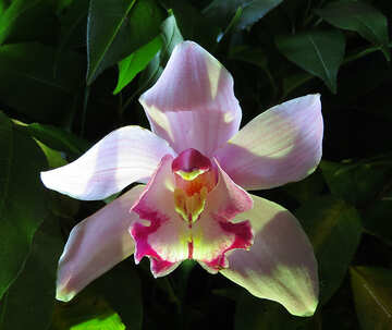 Біла орхідея №26586