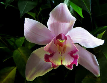 Біла орхідея №26611
