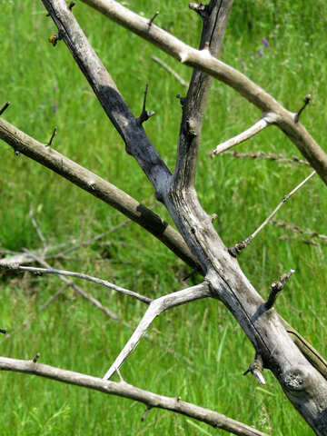 Dry twigs №26645