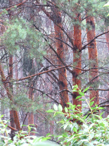 La lluvia en el bosque de pinos №26906