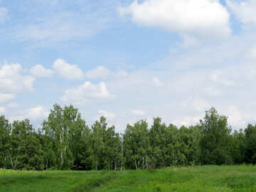 Green forest and blue sky