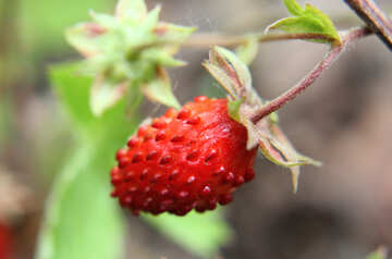 Strawberries №26040