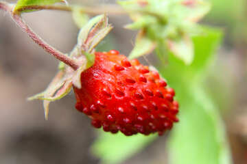 Strawberries №26041