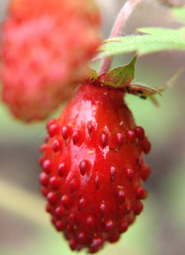 Strawberries №26043