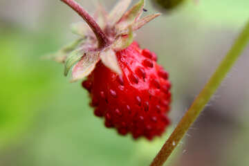 Strawberries №26049