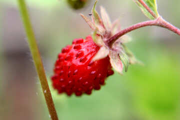 Strawberries №26052