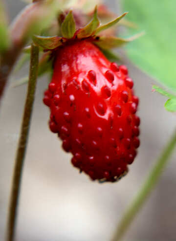 Strawberries №26054