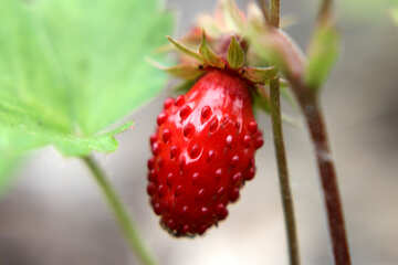Strawberries №26055