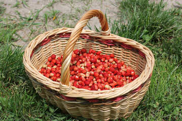 Sammeln von Erdbeeren №26034