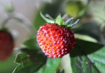 Red strawberries №26016