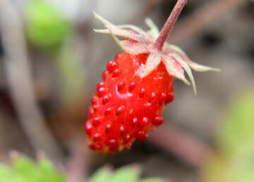 Tasty strawberries №26036