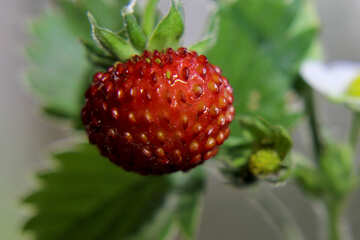 Wild strawberries №26011