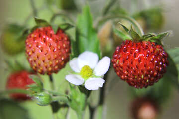 Strawberry №26013