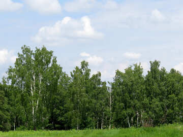 Wald im Sommer №26697