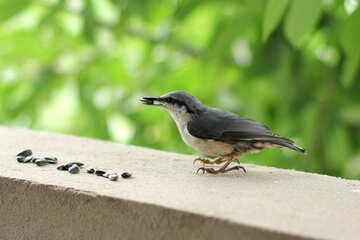 Pássaros adoram sementes de girassol №26814