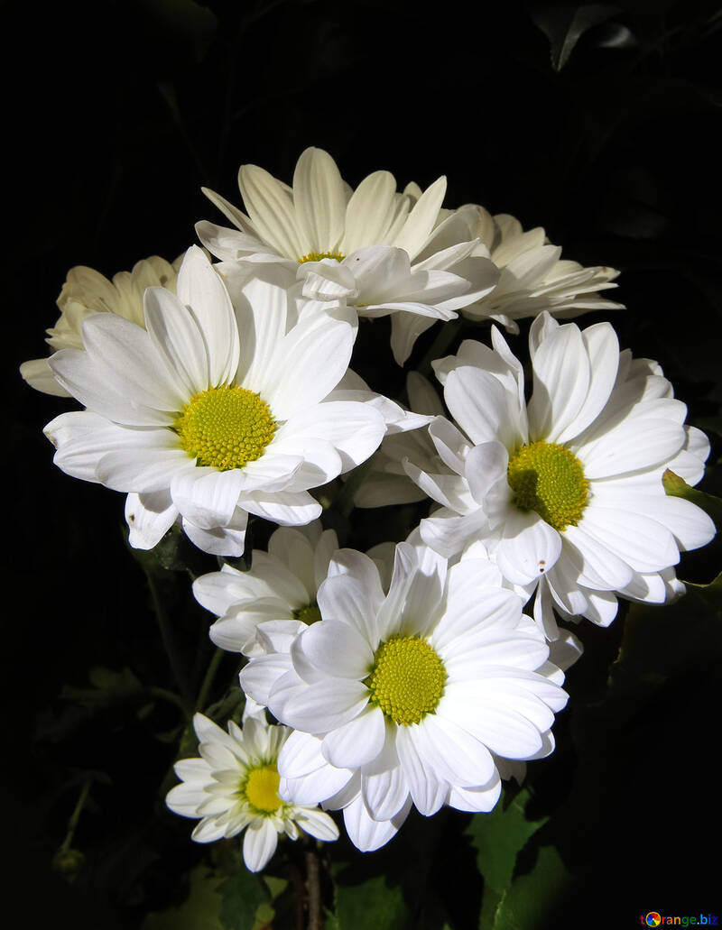 Fiori bianchi con centro giallo №26592