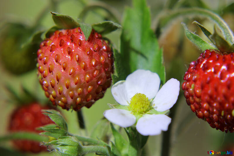 Background strawberries №26014
