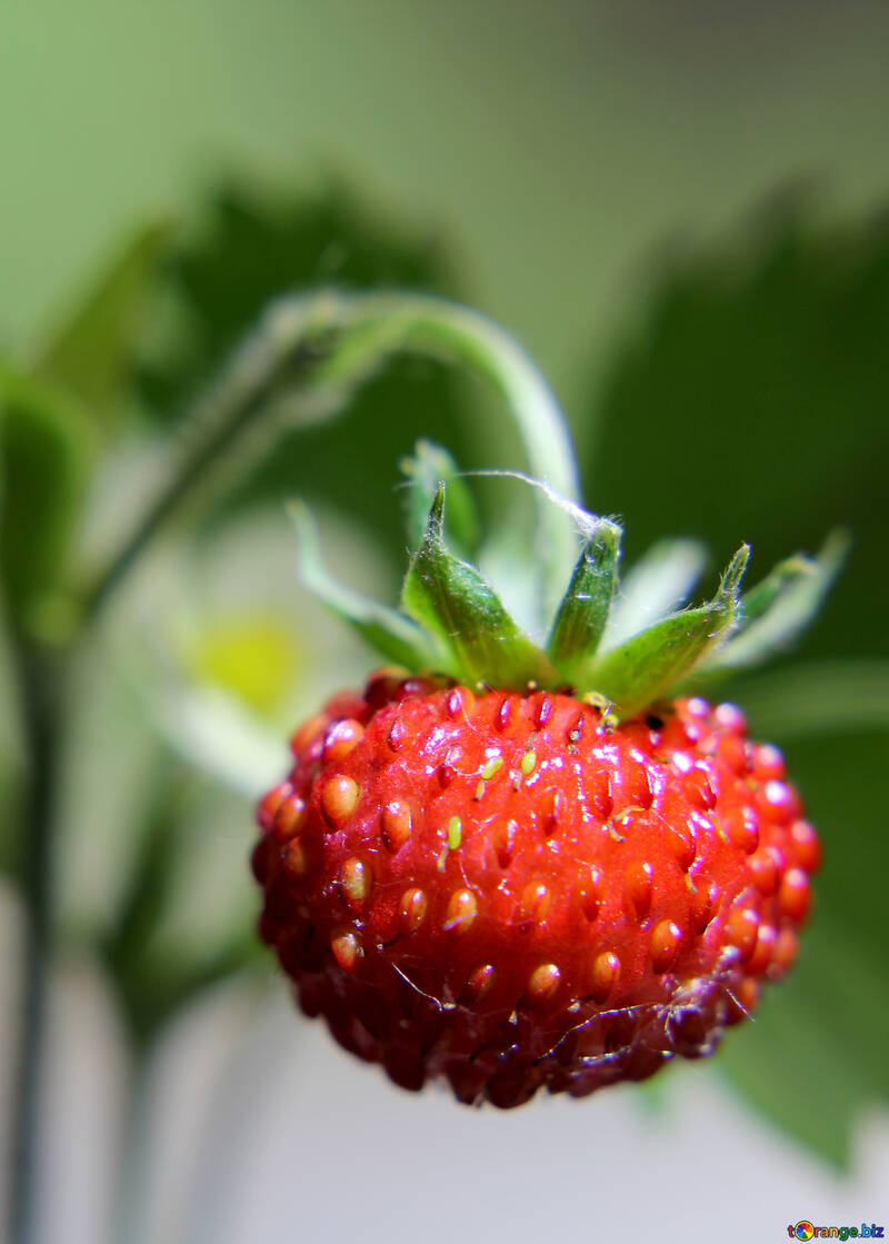 Big strawberry berry №26005