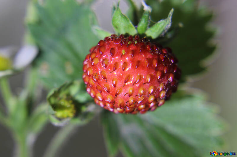 Strawberry №26009