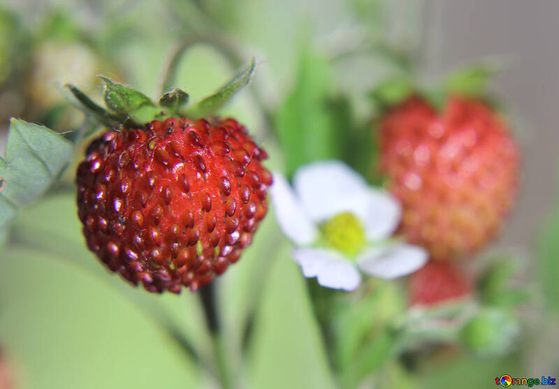 Strawberries with flower №26015