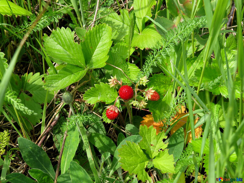 Erdbeeren im Wald №26002