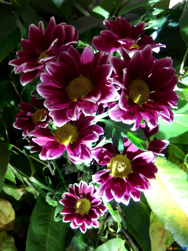 Bouquet lumineux №26597