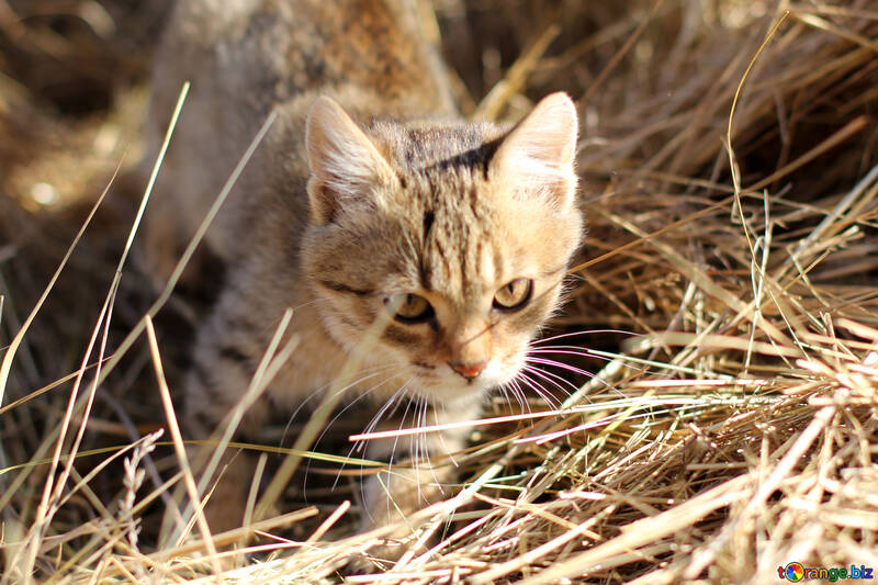Kitten on hay №26073