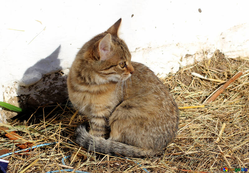 Kitten on hay №26078