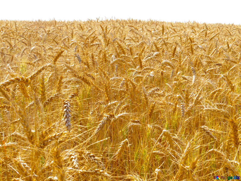 Ripe wheat №26839