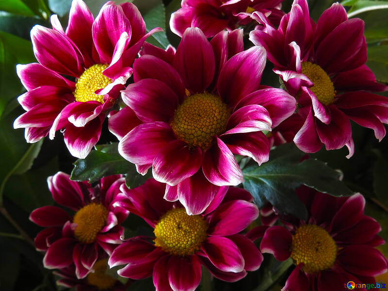 Belles fleurs sur le Bureau №26602