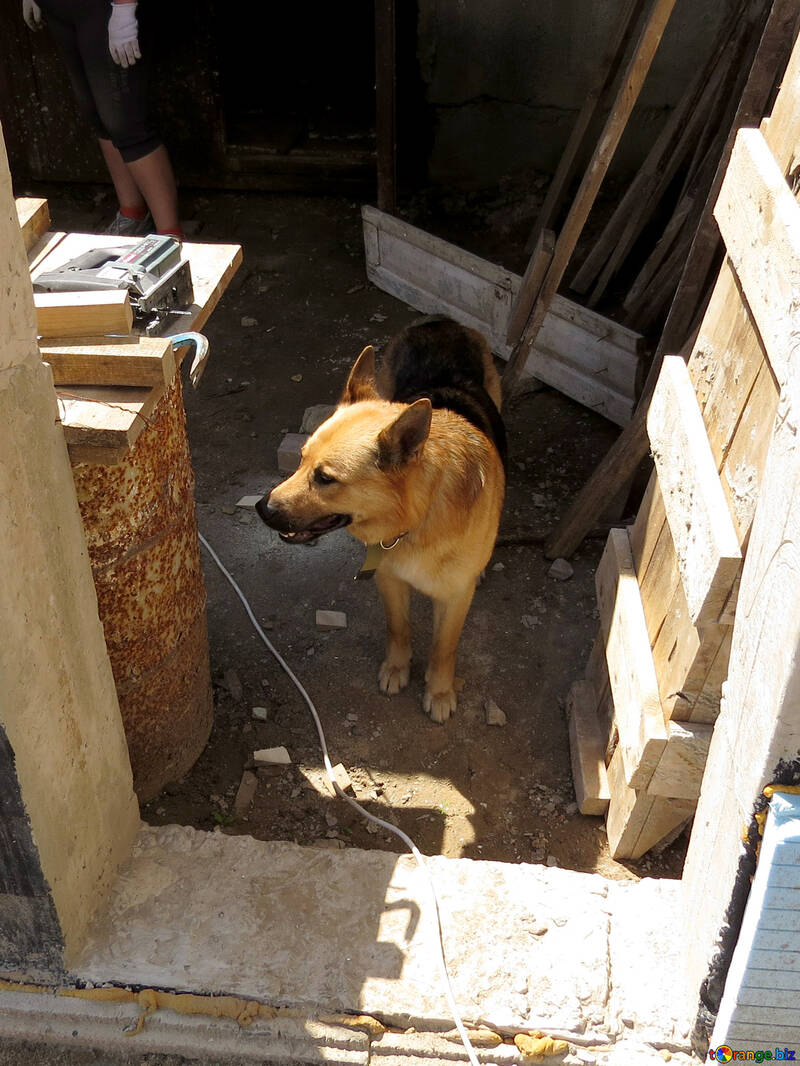 Dog at construction site №26885