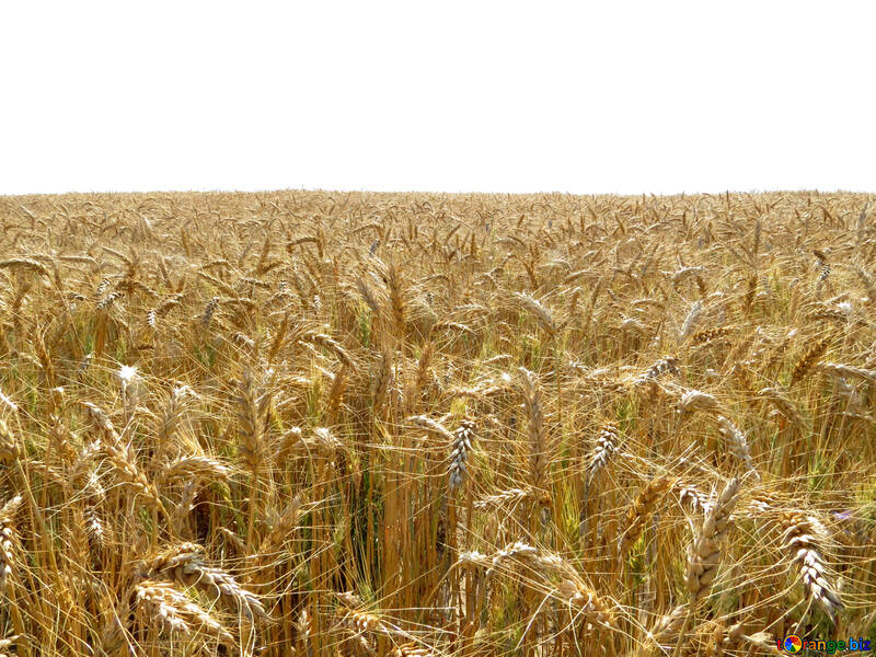 Ilimitado campo de trigo №26847