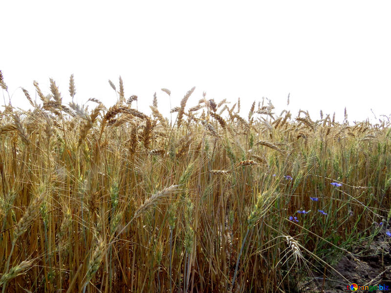 Wheat field №26851
