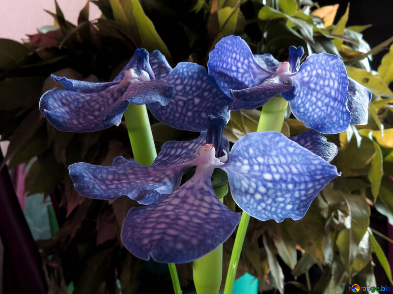 Flores azuis brilhantes №26626