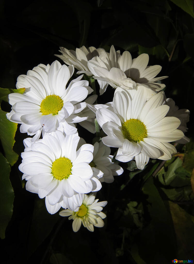 Bright white flowers №26593