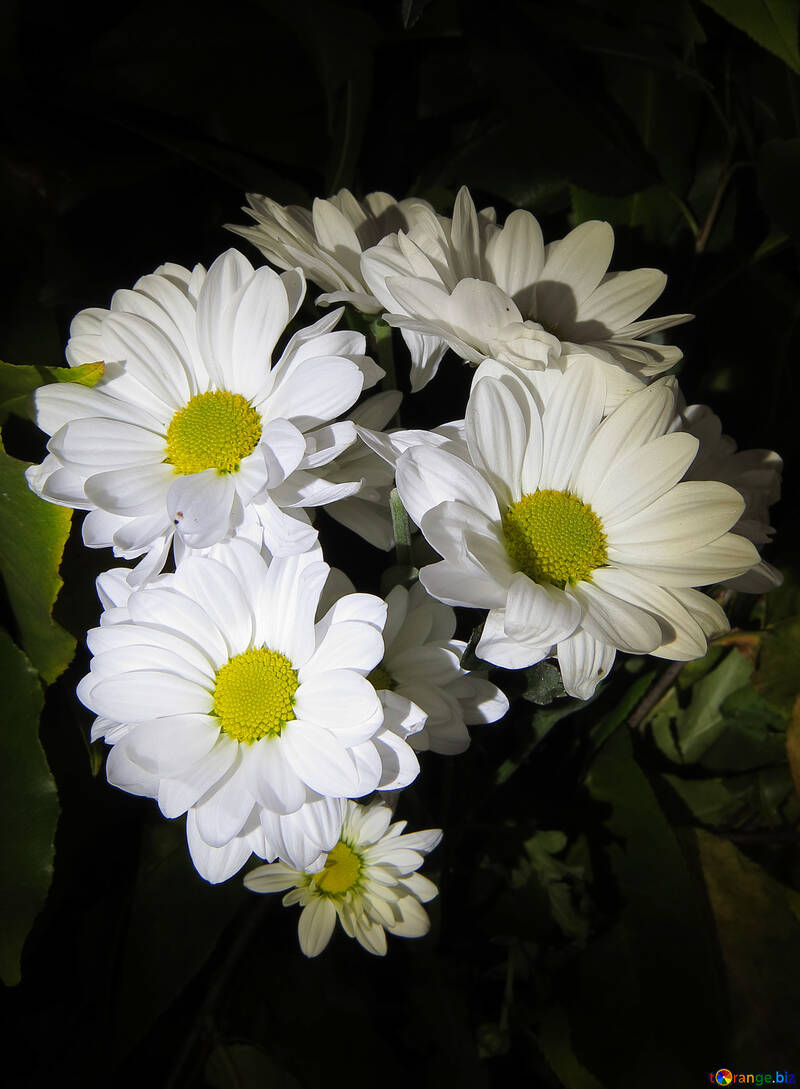 Fleurs blanches lumineuses №26593