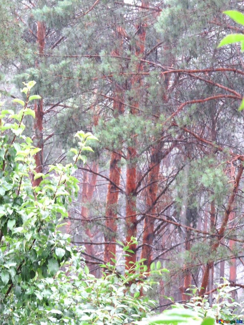Pioggia di estate nella foresta №26907