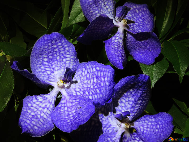 Strauss blaue Orchideen №26618