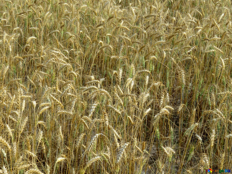豊富な穀物の収穫 №26825